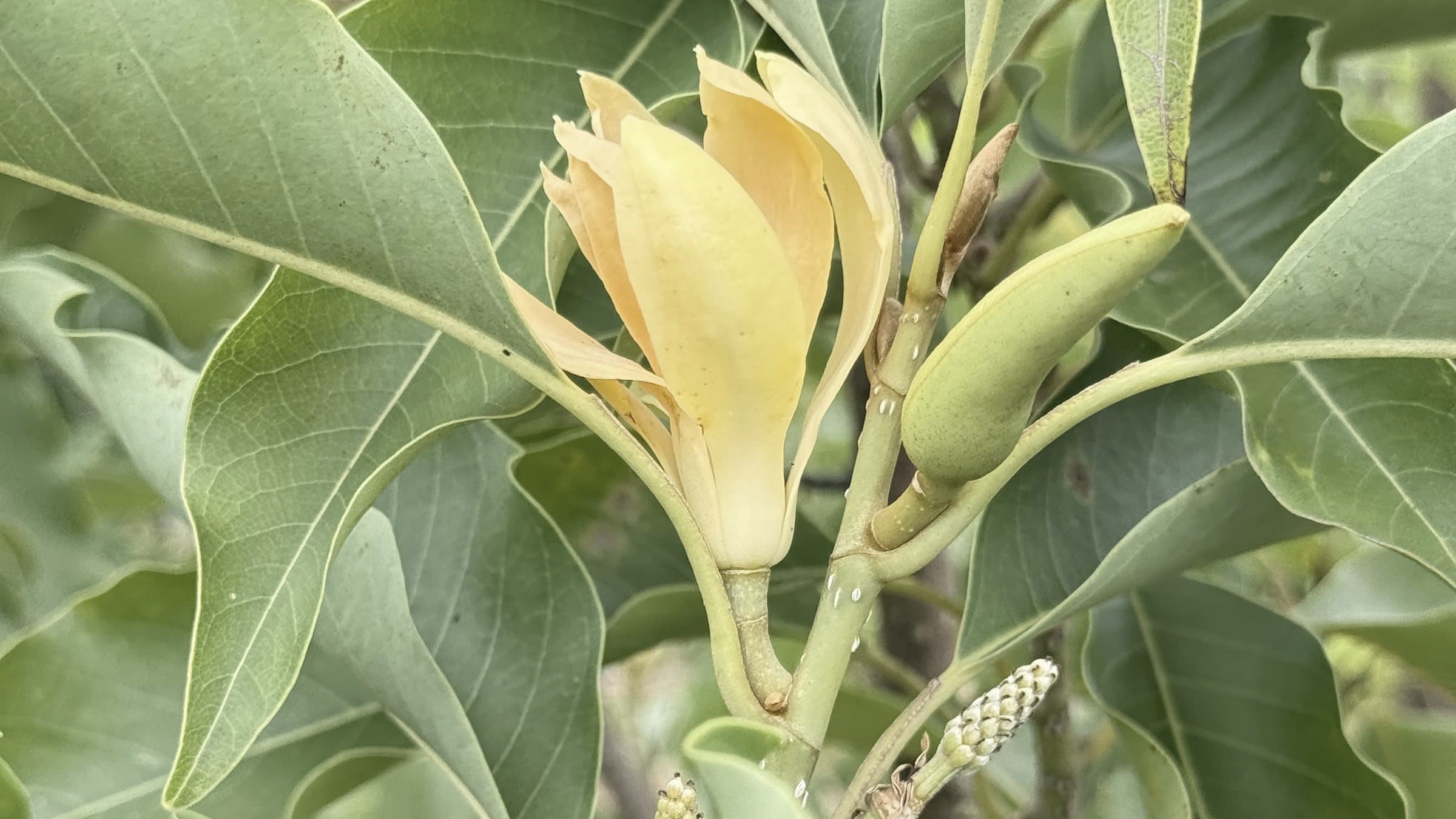 A champaca bloom opening among the leaves