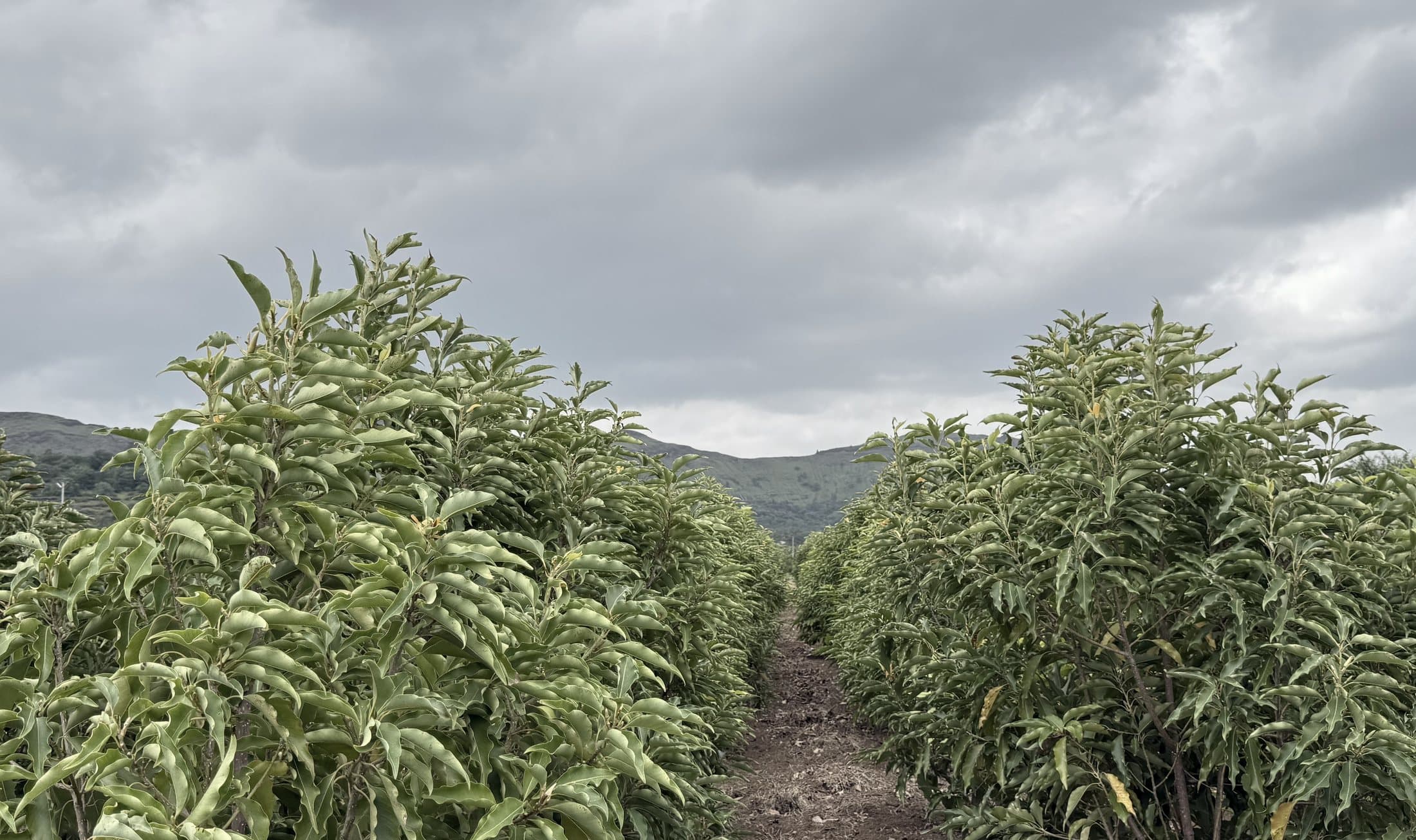 The champaca rows at 656 metres