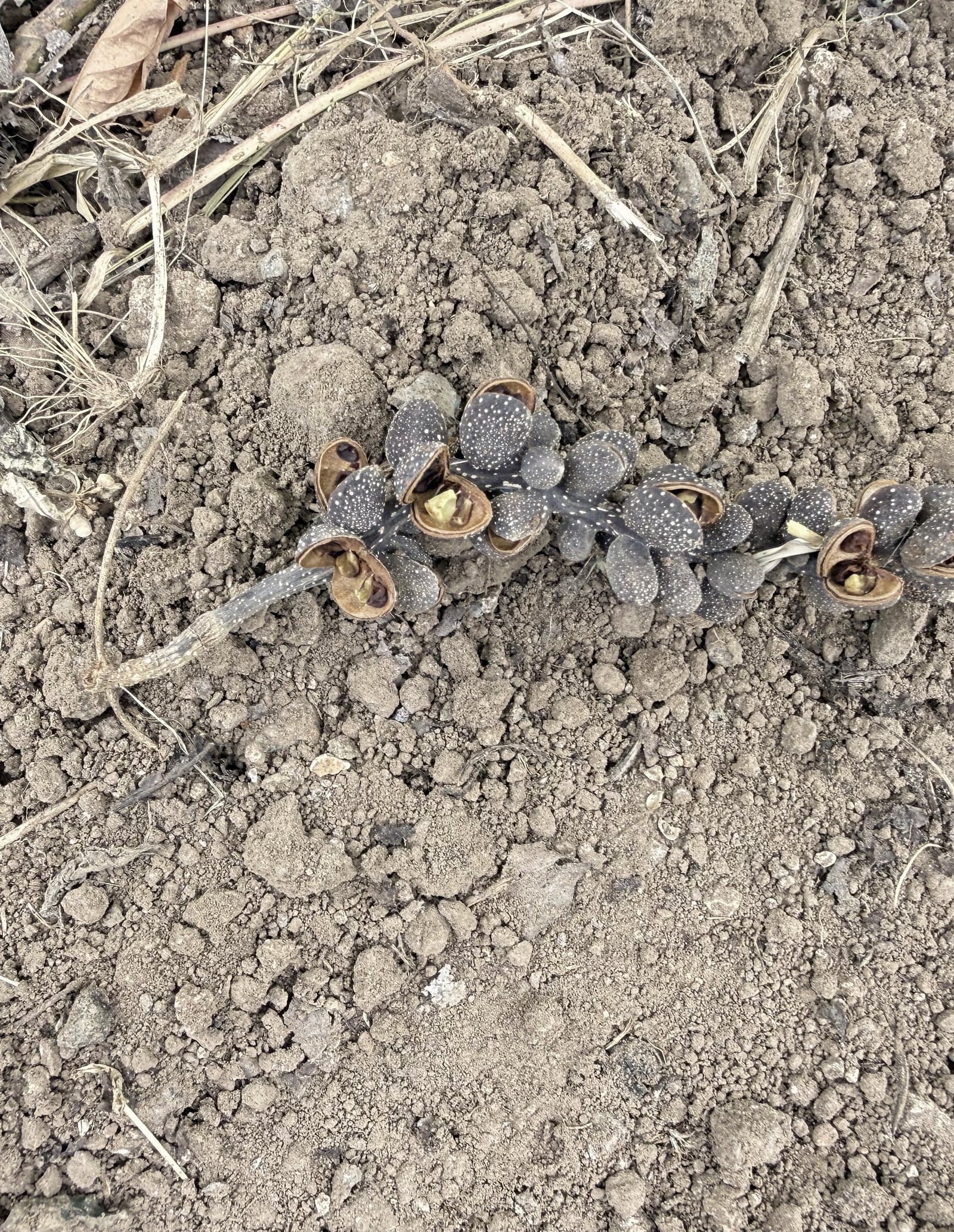 Fallen champaca seed pods on the black earth