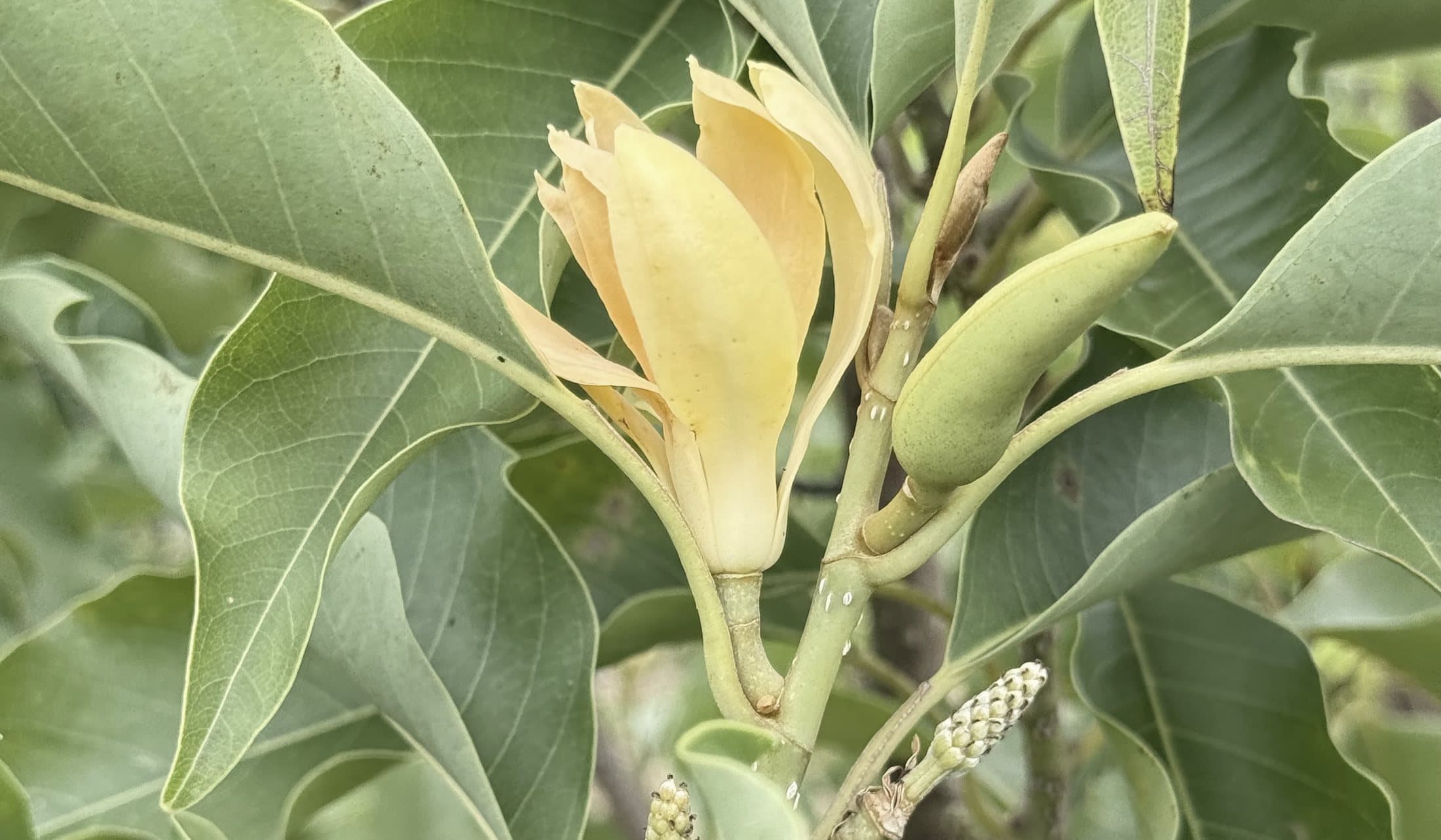 Magnolia champaca in bloom