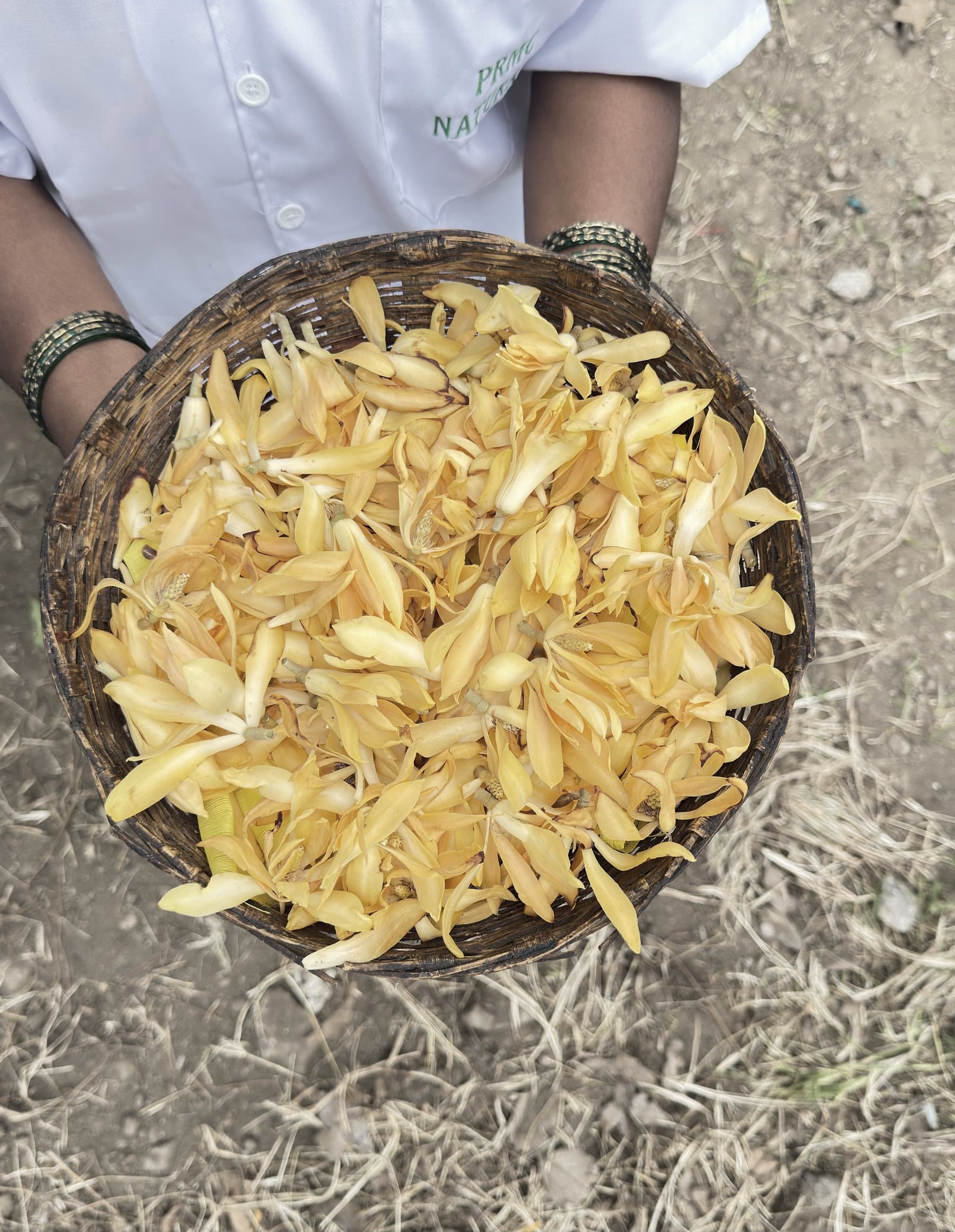 The morning’s champaca harvest, held in a woven basket