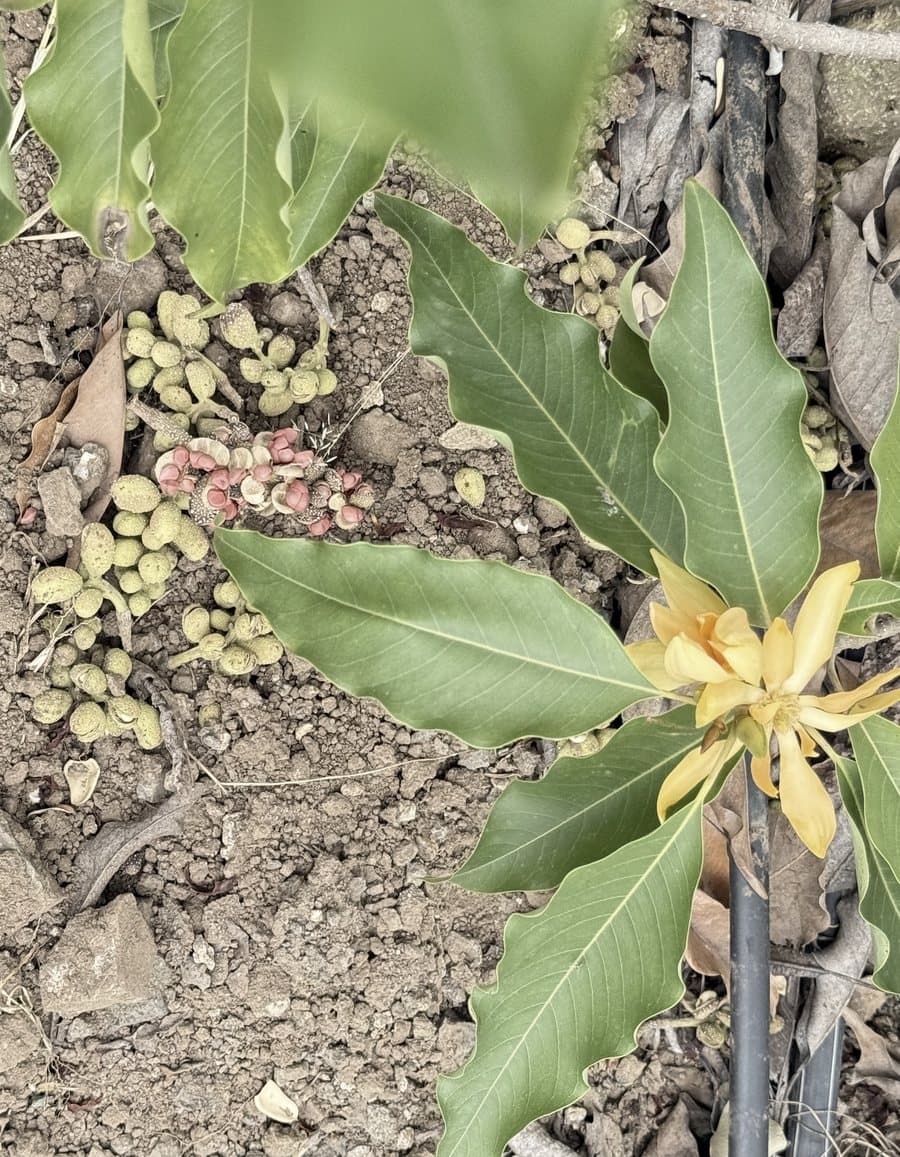 Champaca Absolute Oil