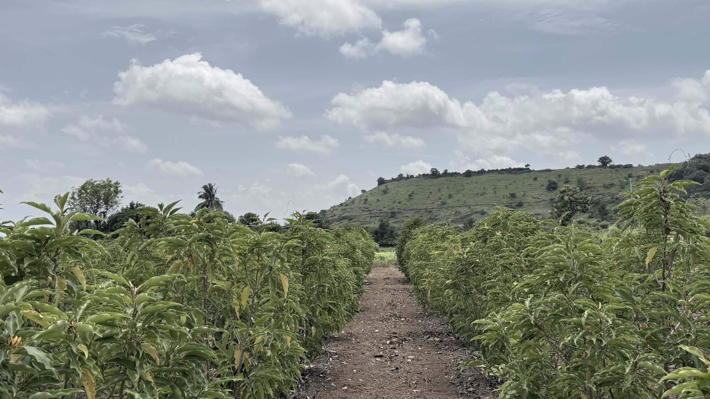 The plateau at Narayangaon, with champaca rows and the hill range beyond