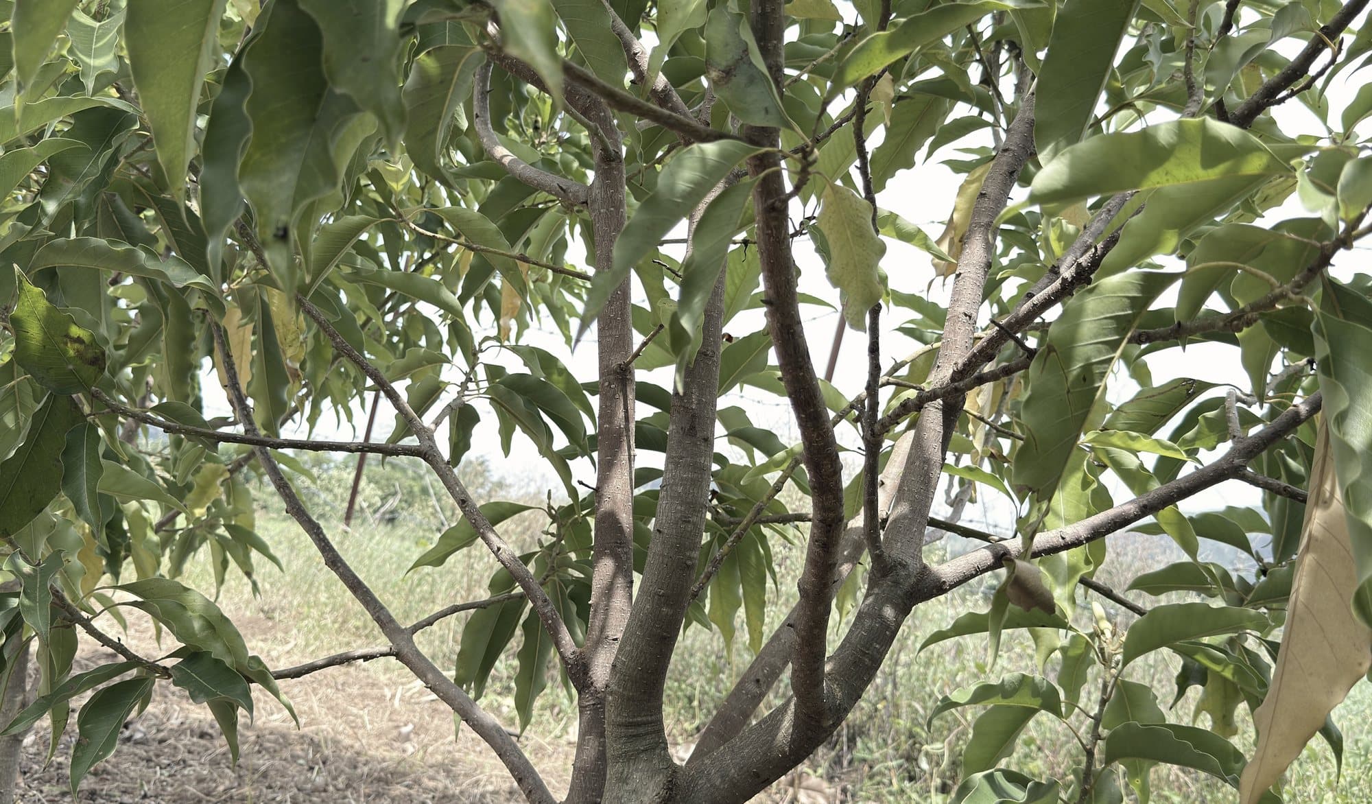 A mature champaca tree in the rows at Narayangaon
